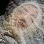 یک خانم ۳۵ ساله در غور خودکشی کرد