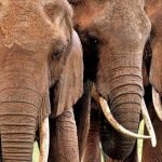 فیل‌ها؛ حیواناتی جذاب برای شکار