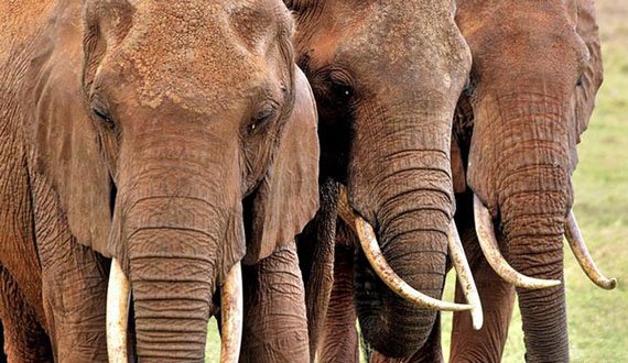 فیل‌ها؛ حیواناتی جذاب برای شکار