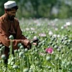 افزایش ۴۳ درصدی تولید مواد مخدر در افغانستان