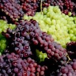 افزایش محصولات انگور در ولایت پروان