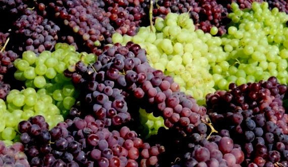 افزایش محصولات انگور در ولایت پروان