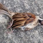 شیوع آنفولانزای مرغی و خطر دست زدن به پرندگان مرده