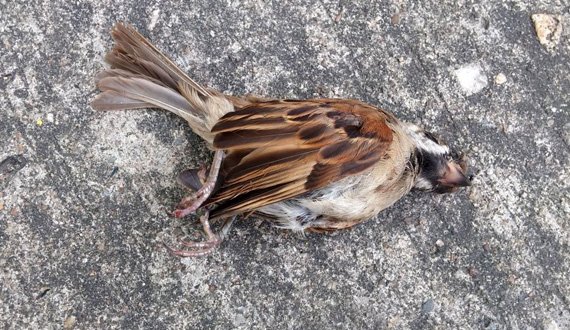 شیوع آنفولانزای مرغی و خطر دست زدن به پرندگان مرده