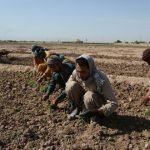 از روز جهانی کارگر در فراه بزرگداشت شد