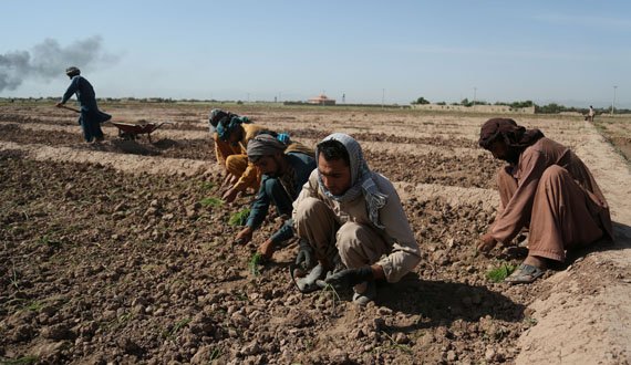از روز جهانی کارگر در فراه بزرگداشت شد