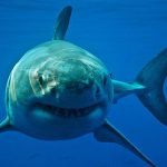 کشف لاشه کوسه پنج میلیون ساله از آب‌های مکزیک