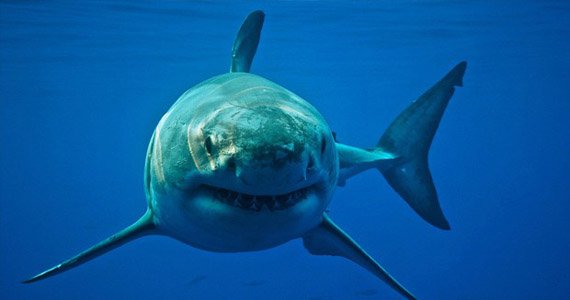 کشف لاشه کوسه پنج میلیون ساله از آب‌های مکزیک