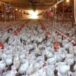 پرورش اردک و شیوع آنفلانزای مرغی در فرانسه