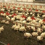 عربستان سعودی، واردات مرغ از ۵ کشور را ممنوع کرد