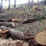 قطع جنگل‌ها در افغانستان ممنوع اعلام شد