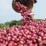 نگرانی کشاورزان و فروشندگان از کاهش قیمت پیاز در فراه