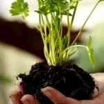 گیاهان قوه بینایی قوی دارند؛ اما قادر به دیدن انسان‌ها نیستند