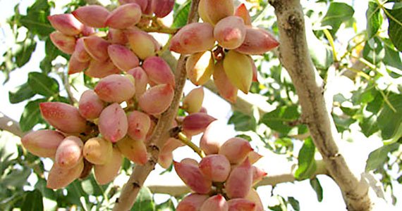 از باغ‌های پسته هزار تُن محصول در سال جاری بدست می‌آید