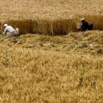 ریزش باران‌های شدید، هرات را از خطر خشک‌سالی نجات داده است