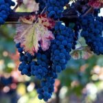 کشاورزان قندوزی از نبود بازار برای فروش محصولات شان شاکی اند