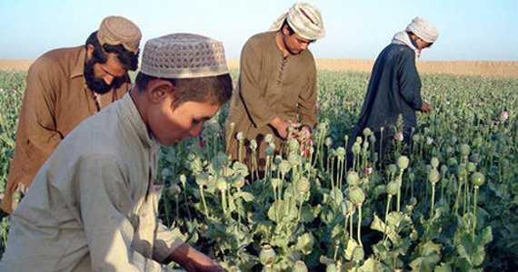 به لطف ناامنی‌ها کشت مواد مخدر در افغانستان ۱۰ درصد رونق یافته است