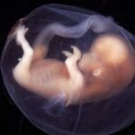 کشف ۱۹ جنین دختر در هند