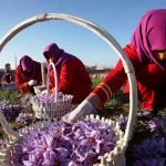 زنان زعفران‌کار هرات از نداشتن امکانات شاکی اند