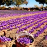 به کشاورزان بیش از ۶ هزار کیلو گرام پیاز زعفران توزیع شد