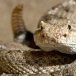 بوسه گیرنده از یک مار، گزیده شد