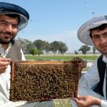 نگرانی زنبور داران هرات از عدم حمایت دولت از آنان