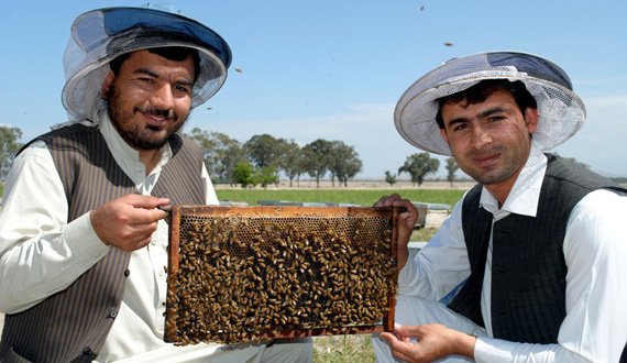 نگرانی زنبور داران هرات از عدم حمایت دولت از آنان