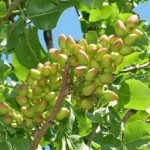 بیش از ۲ هزارجریب باغ پسته در هرات ایجاد شد