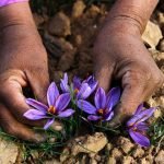 تلاش ها برای رشد طلای سرخ در ولایت بادغیس