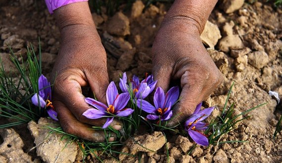 تلاش ها برای رشد طلای سرخ در ولایت بادغیس