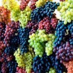 برای اولین بار صادرات انگور هرات به خارج از کشور آغاز شد