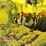 برگزاری سومین جشنواره انگور در ولایت هرات