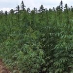 فرماندهی پولیس هرات از تخریب یک جریب زمین که چرس کشت شده بود خبر می‌دهد