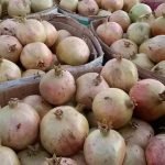 افزایش ۱۱ درصدی حاصلات انار فراه نسبت به سال گذشته