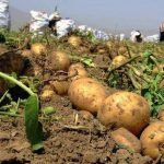 بهره برداری از ۲۷ ذخیره گاه محصولات کشاورزی در غزنی