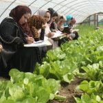 ۵۰ درصد محصولات کشاورزی در غور توسط زنان جمع آوری می شود