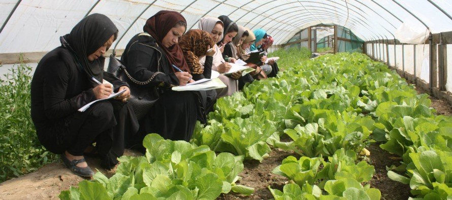 ۵۰ درصد محصولات کشاورزی در غور توسط زنان جمع آوری می شود