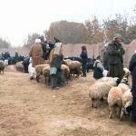 توزیع کمک‌های حمایتی برای دامداران در تخار