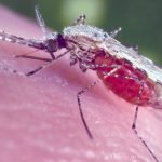 بیل گیتس برای جهان عاری از مالاریا سرمایه‌گذاری  میکند