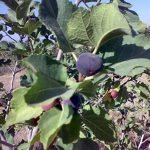 تولید انجیر در ولسوالی زنده جان رشد بی نظیری داشته است
