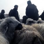 مسئولان صحت عامه غور برای جلوگیری از شیوع امراض حیوانی در روزهای عید آماده اند