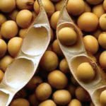 کشت و برداشت گیاه «سویابین» در هرات موفقیت آمیز بوده است