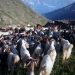 بارندگی، جان تازه‌ای به مالداری در ولایت غور بخشیده است