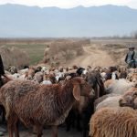 وضعیت مالداری در هرات بهبود یافته است