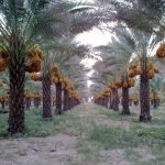 سرمایه‌گذاری ۱۵ میلیون دالری وزارت زراعت افغانستان در تولیدات خرما