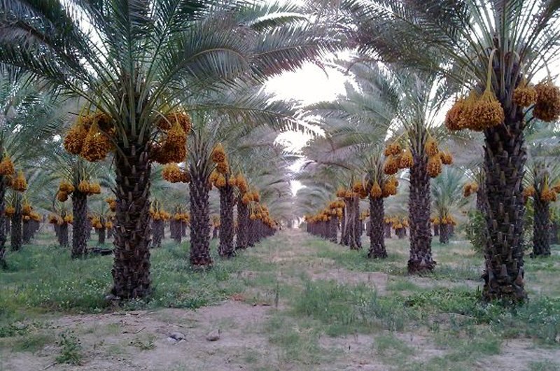 سرمایه‌گذاری ۱۵ میلیون دالری وزارت زراعت افغانستان در تولیدات خرما