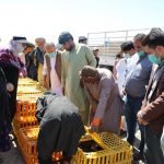 توزیع ۳۷۵۰۰ بال مرغ تخمگذار در ولسوالی‌های هرات