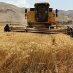 افزایش چشمگیر برداشت گندم در افغانستان