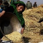 مزارع هرات غرق در گندم هستند؛ افزایش ۱۰۰ درصدی برداشت