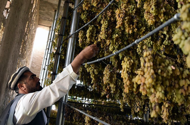 بازار گرم انگور هرات؛ کشمش‌های این ولایت حتی به مرکز کشور نیز صادر می‌شود